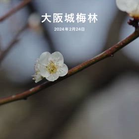 大阪城梅林の画像