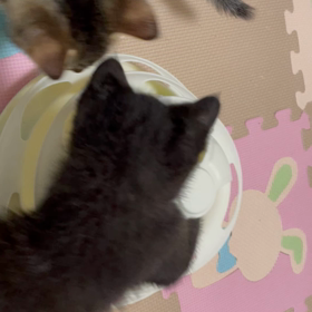 保護猫預かり【ニコ&ルノ】新しいおもちゃの画像