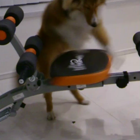 愛犬シェルの画像