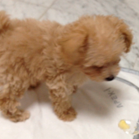 しぇる 初めての オスワリ マテ。。の画像