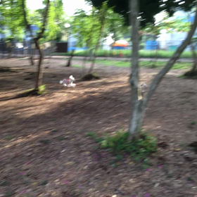 ドッグランでらんらんラン♪動画の画像