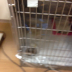 入院中のぱぁるの画像