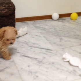 ヨチヨチ しぇる。。の画像