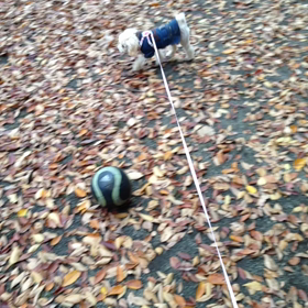 しぇる成長記録…生後7ヶ月。。動画の画像