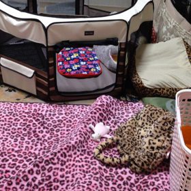 ぱぁる3ヶ月の頃 動画。。の画像