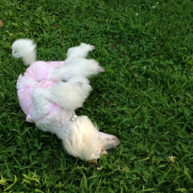 花火大会の前にドッグランでランランらん。。動画編の画像