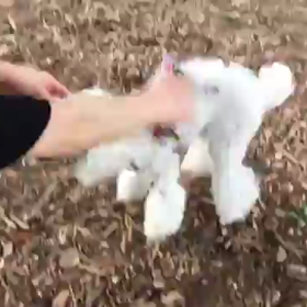 ドッグランで…パピコ。。コテッの画像