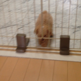 知能犯 しぇるの画像