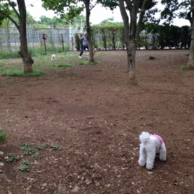 ぱぁる 大型犬に追いかけられる。。の画像