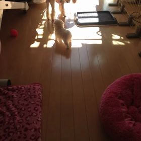 朝の光景。。大好きな動画の画像
