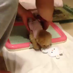 しぇる 初めてのおうち。。実家編の画像