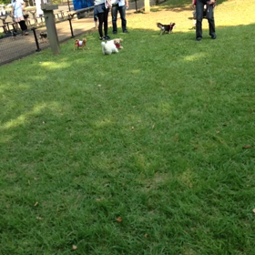 しぇる生後4ヶ月…初めてのドッグランの画像