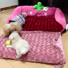 ぱぁる 初めてのおうち。。自宅編の画像