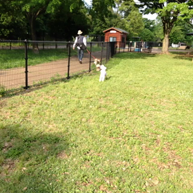 昭和記念公園 ドッグラン動画編。。の画像
