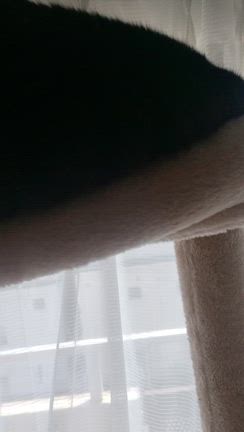 可愛すぎるにゃんこ(((*≧艸≦)ﾌﾟﾌﾟｯの記事動画