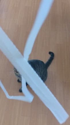 遊び上手なにゃんこ(((*≧艸≦)ﾌﾟﾌﾟｯの記事動画