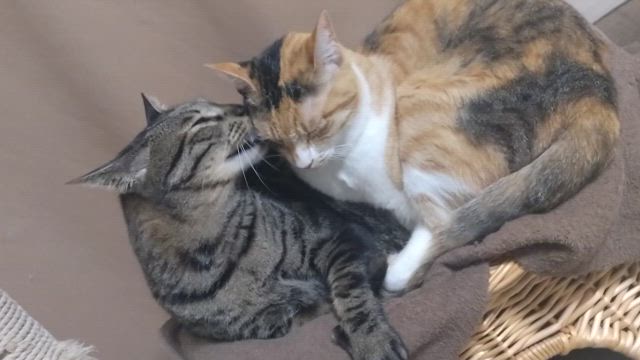 ラブラブすぎるにゃんこ～( ≧∀≦)ノの記事動画