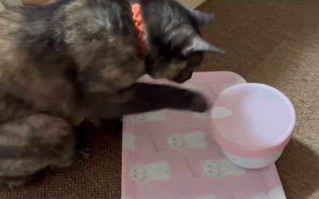 世界猫の日なのでの記事動画
