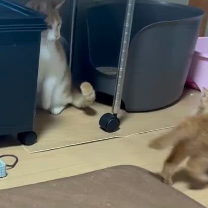 ”♥️明日は可愛い猫のシュシュも販売いたします♥️”の記事動画