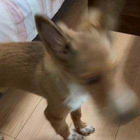 元気いっぱいの画像
