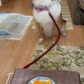 お気に召さないみたいの画像