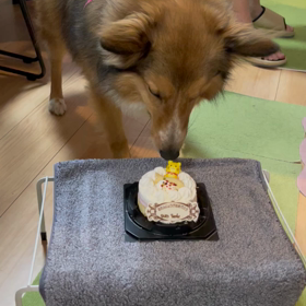 食べなかった動画の画像