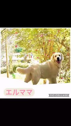 エルの子全員、新しい家族のもとへ。そして新しい命。の記事動画