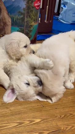 【子犬オーナー様募集】脱走兵が続出中！？パピーたちの健やかな成長と「社会化」の秘訣の記事動画