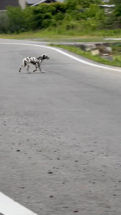 【緊急・迷い犬目撃情報】茨城県常陸大宮市檜沢周辺でダルメシアンを見かけましたの記事動画