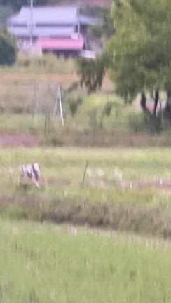 【緊急・迷い犬目撃情報】茨城県常陸大宮市檜沢周辺でダルメシアンを見かけましたの記事動画