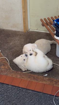 【パピー見学】成犬全員集合！人見知りのエドが見せた驚きの「神対応」の記事動画