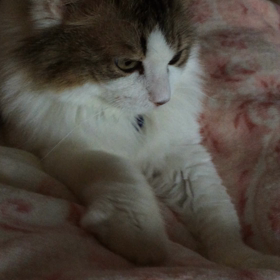 ふみふみの画像
