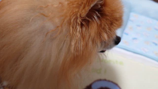 新世紀エヴァンゲリオン〜はじまりの記憶〜番外編＆東京にも雪降った♪の記事動画