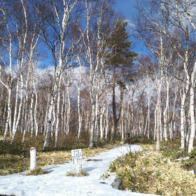 冬の白樺林 八千穂高原の画像
