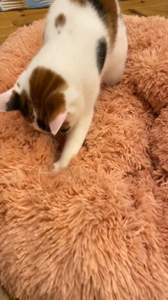 ふみふみの記事動画