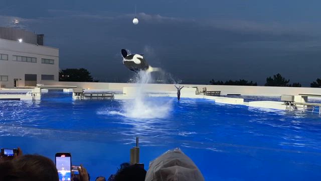 ドルフィンナイト　須磨シーワールド行ってきましたの記事動画