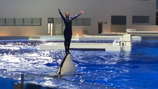 ドルフィンナイト　須磨シーワールド行ってきましたの記事動画