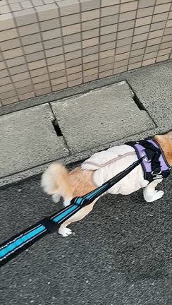 涼おじぃちゃん✨️介護日記の記事動画