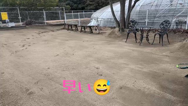 推し活５❤️❤️❤️❤️❤️デレデレ八朔❤️の記事動画
