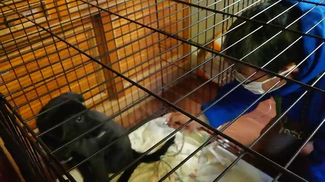 押し活６♥♥♥♥♥♥♥ついに八朔がの記事動画
