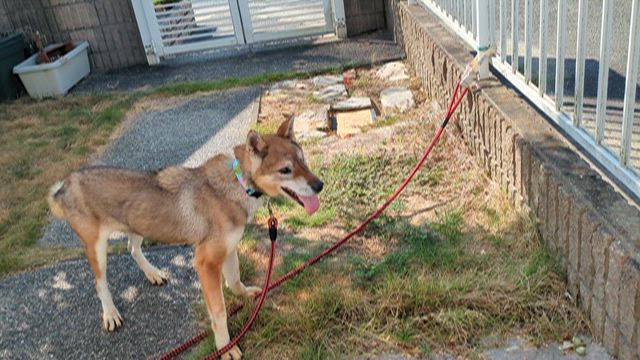 老犬なつこ引き出し保護、でも…　緩和ケアへの記事動画