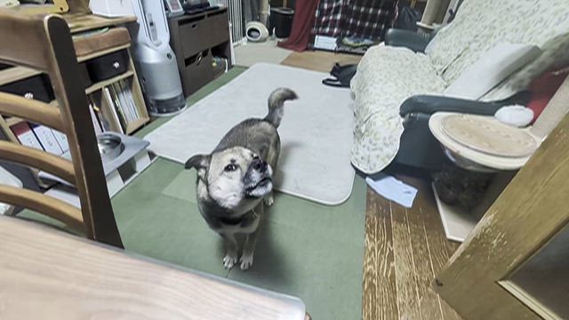 可愛い仁！❤️❤️❤️❤️成長記録その4の記事動画