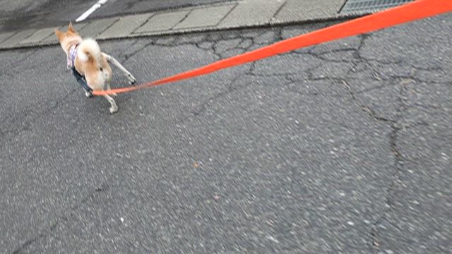 老犬なつこ　緩和ケアの日々の記事動画