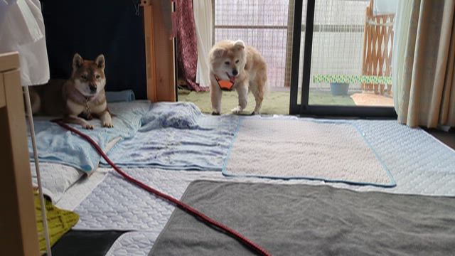 老犬なつこ　緩和ケアの日々の記事動画