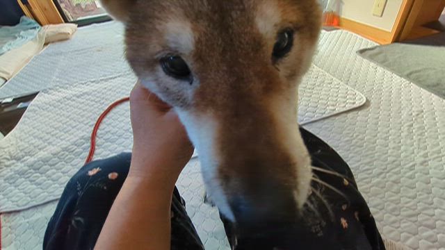 老犬なつこ　緩和ケアの日々の記事動画