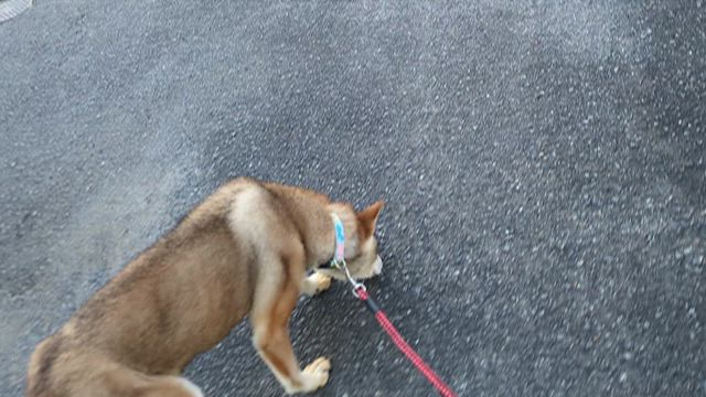 老犬なつこ引き出し保護、でも…　緩和ケアへの記事動画