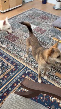 押し活６♥♥♥♥♥♥♥ついに八朔がの記事動画