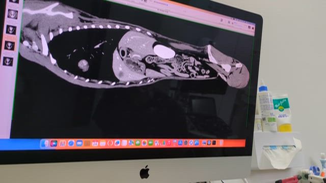 老犬なつこ引き出し保護、でも…　緩和ケアへの記事動画