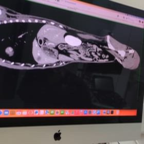 老犬なつこ引き出し保護、でも…　緩和ケアへのサムネイル画像