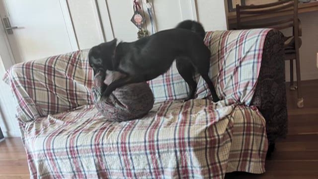 押し活６♥♥♥♥♥♥♥ついに八朔がの記事動画